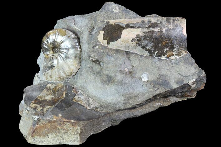 Hoploscaphites Ammonite and Baculites Association - South Dakota #86212
